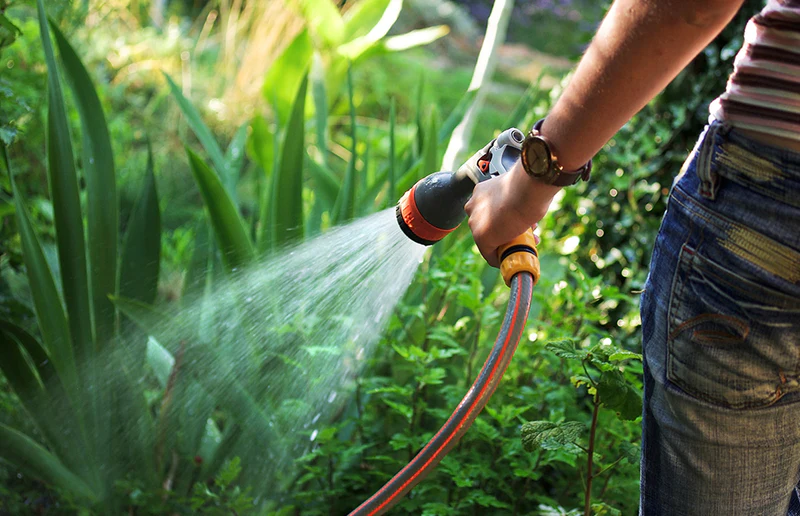 watering plant service singapore