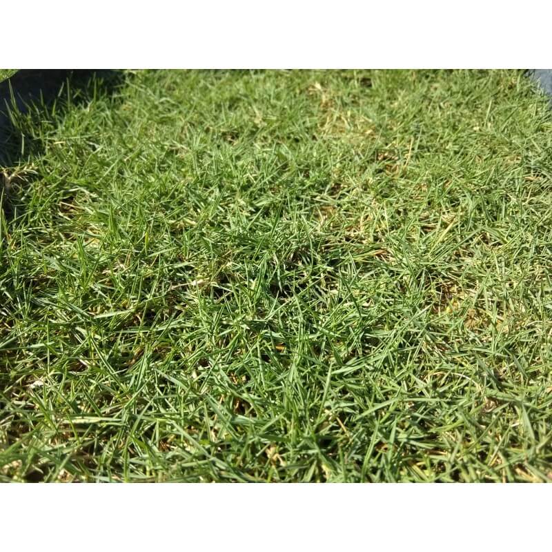 Carpet Grass