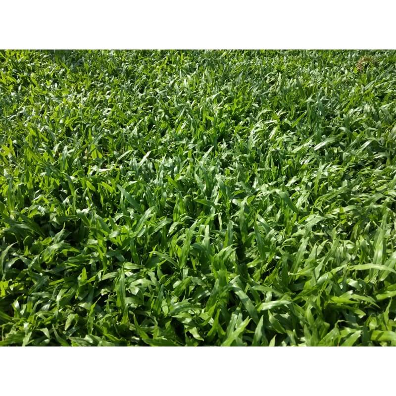Cow Grass