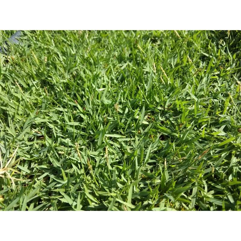 Philippine Grass Carpet