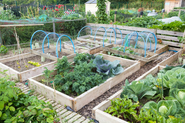 Build an edible garden in any backyard, patio, or balcony