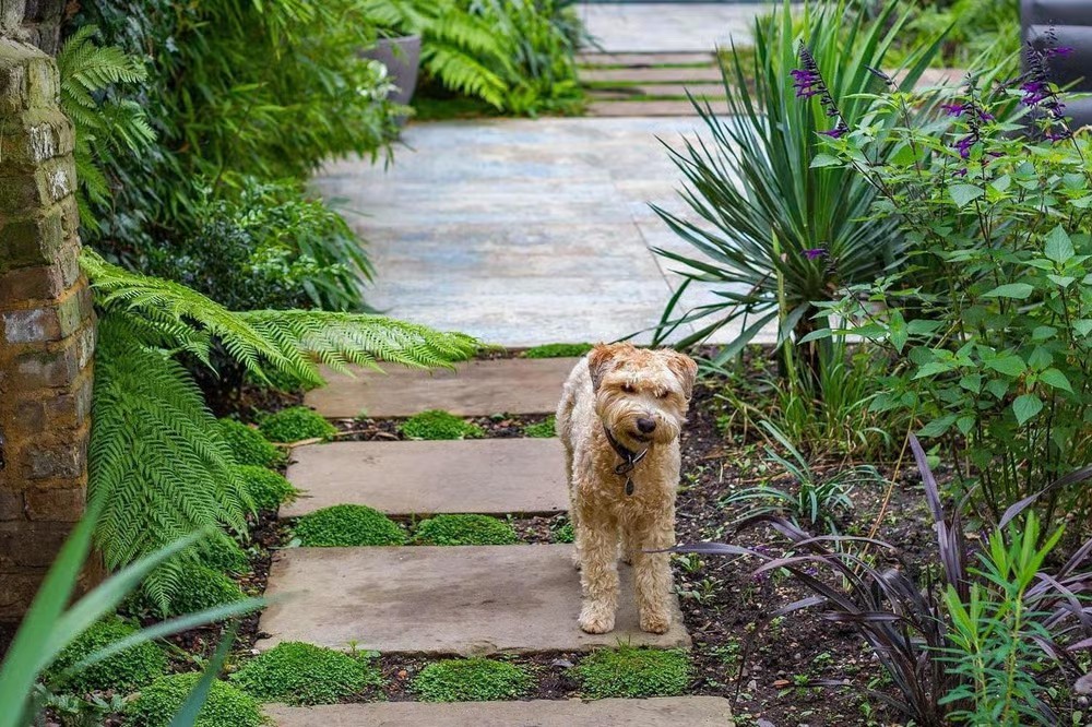 Pet Friendly Landscape Singapore