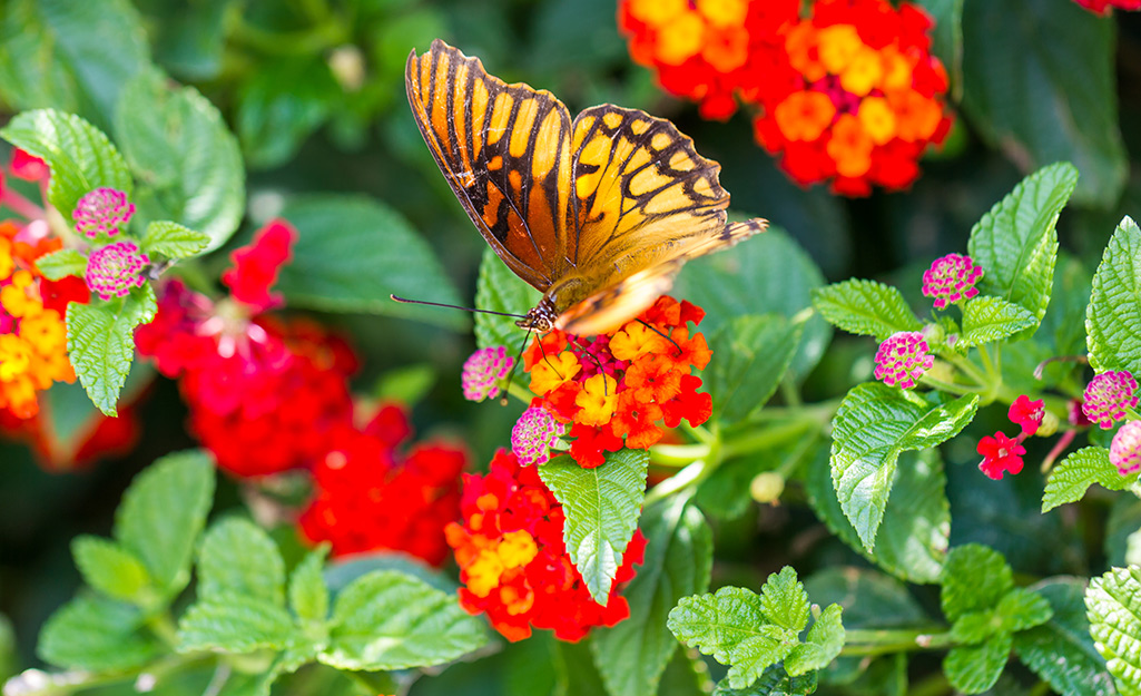 attract-butterflies-to-your-garden