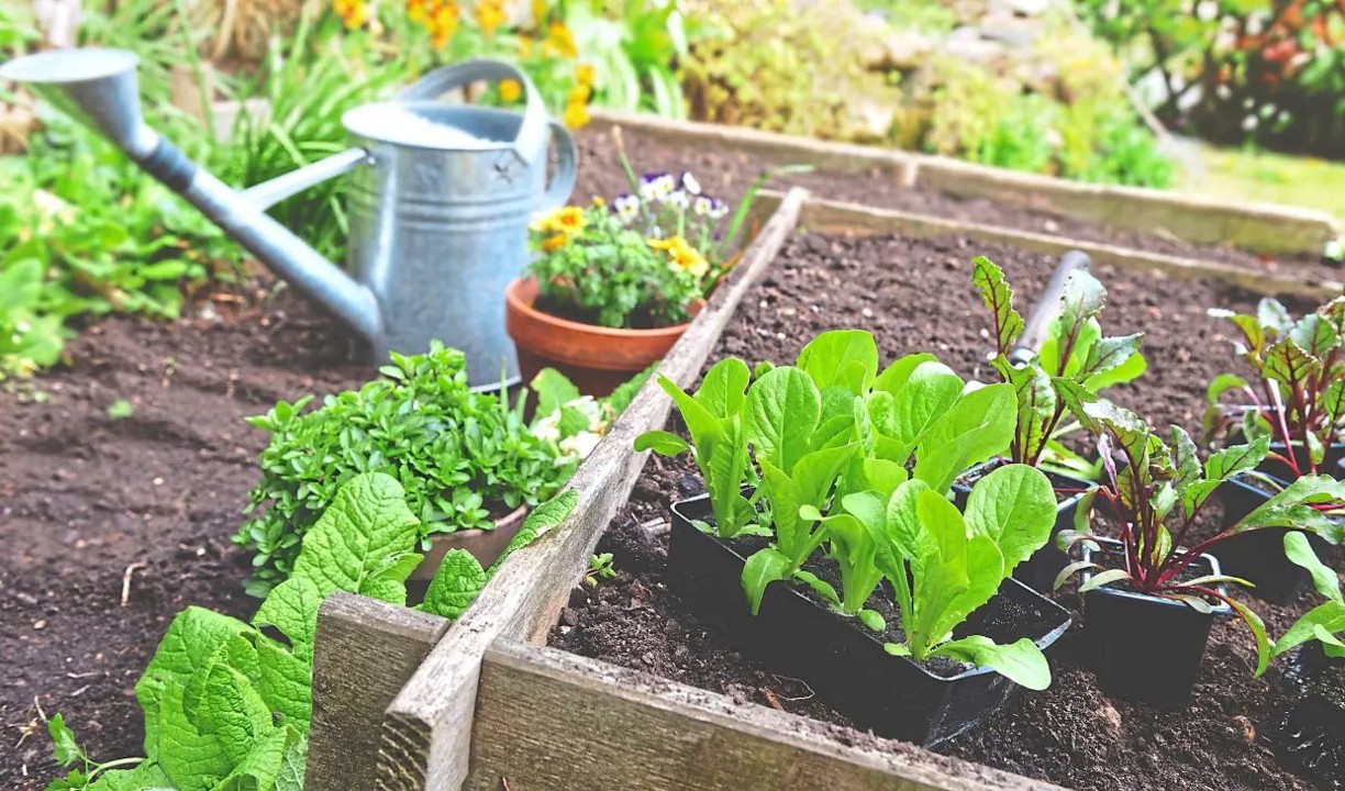 build urban edible garden in Singapore