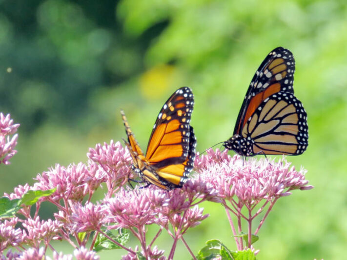 butterfly garden landscape design Singapore