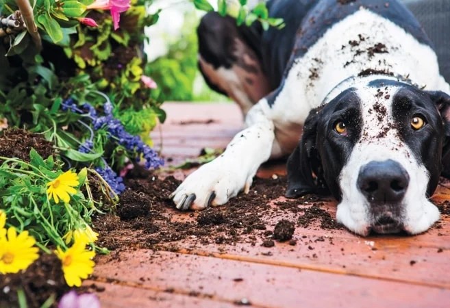pet friendly plants in Singapore