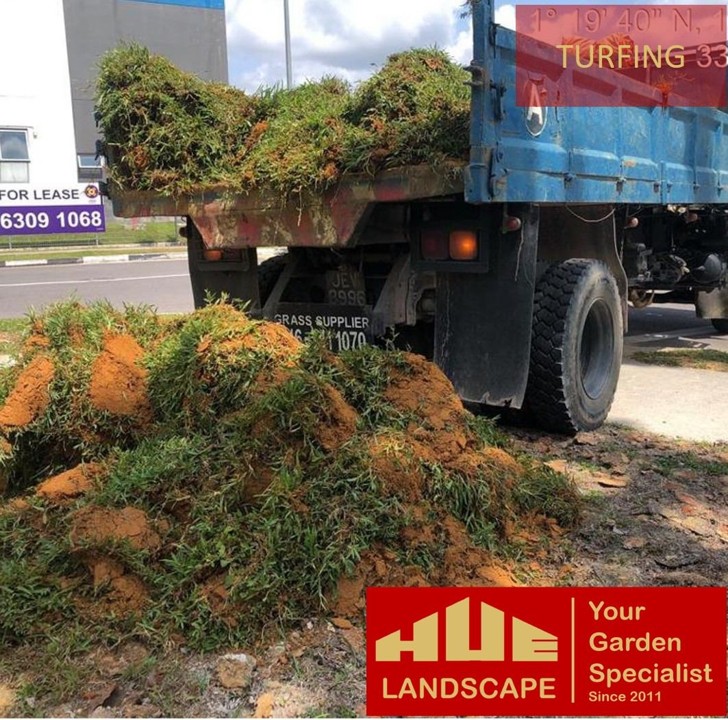 grass planting singapore