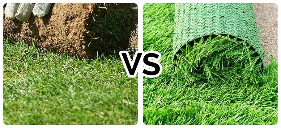 live or artificial grass